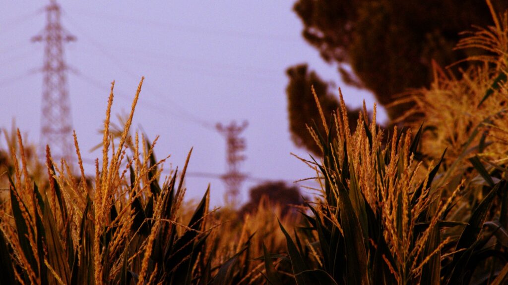 Phrasal Verbs: Whip Up & Dig in