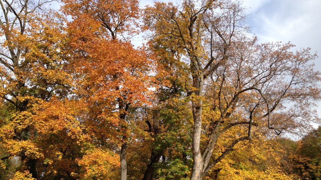 English through Movies