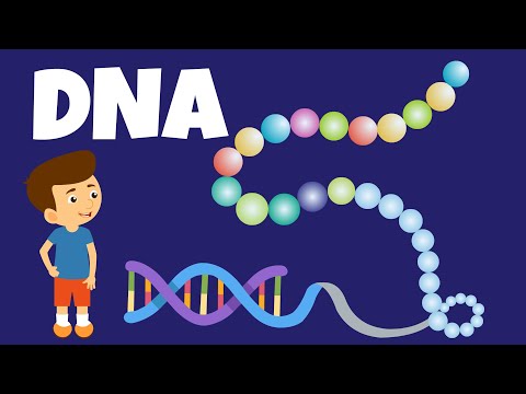 What is DNA? – What does DNA do? – DNA and Genes – The DNA Code