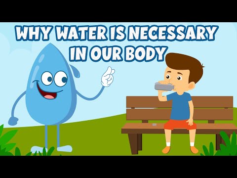 Why water is necessary in our body | Why do we drink water? | Importance of water | Video for kids