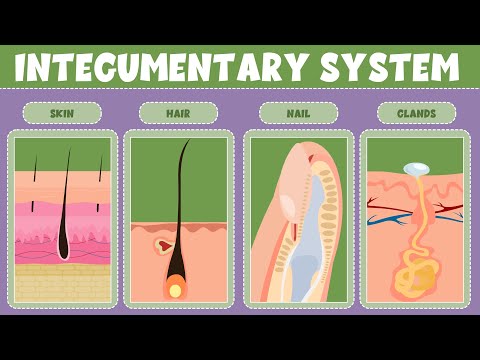 Integumentary System: What It Is, Function & Organs – Video for Kids