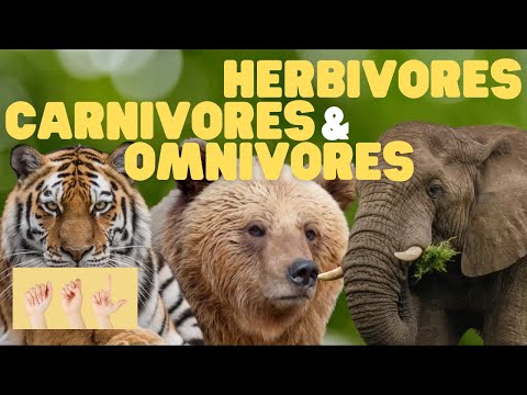 ASL Herbivores Carnivores and Omnivores for Kids