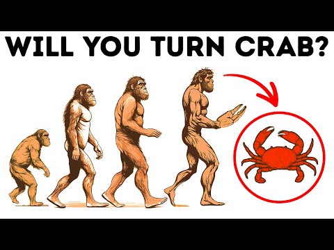 Why Evolution Turns Everything into Crabs