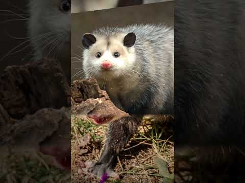How Does a Possum Differ From an Opossum?