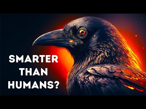 Crows Aren’t Just Smart, They Are Scarily Smart