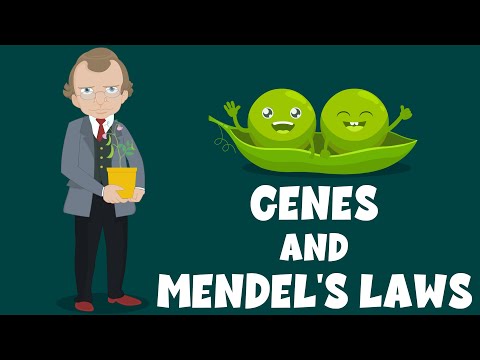 Genes and Mendel’s Laws – Genetics – Biology Video – Learning Junction