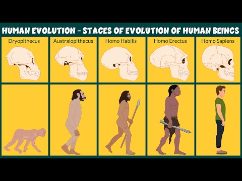 Human Evolution Video – Stages of Evolution of Human Beings – Learning Junction
