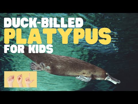 ASL Duck Billed Platypus for Kids