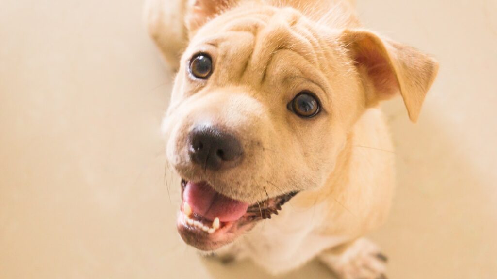 Tongue Twister Troubleshooting: How to Sharpen Your English Pronunciation