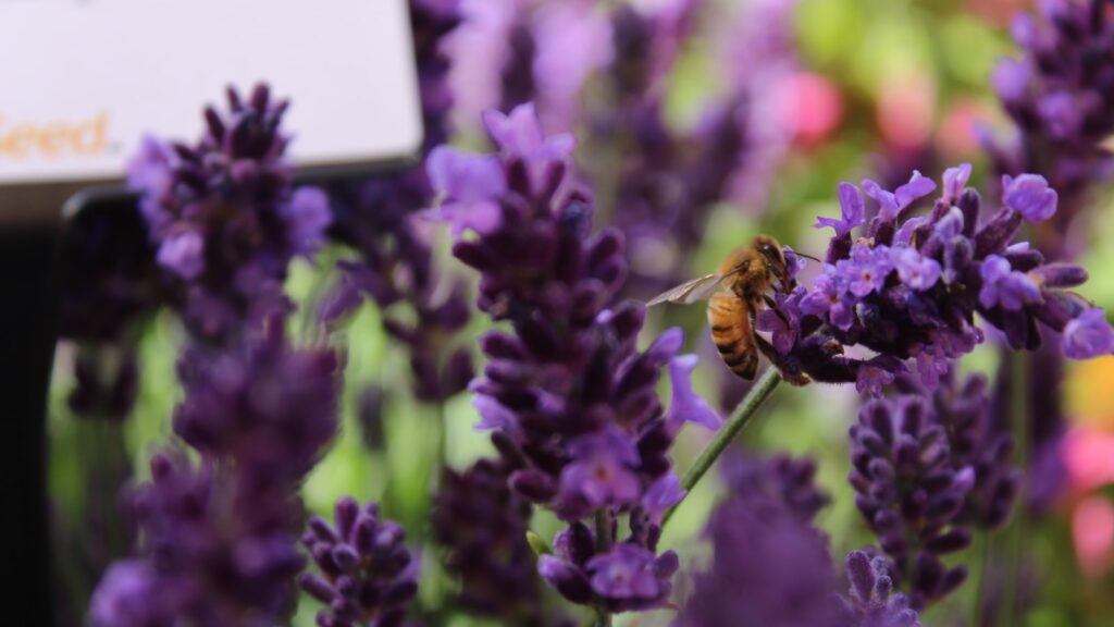 Mastering English: The Journey of a Non-Native