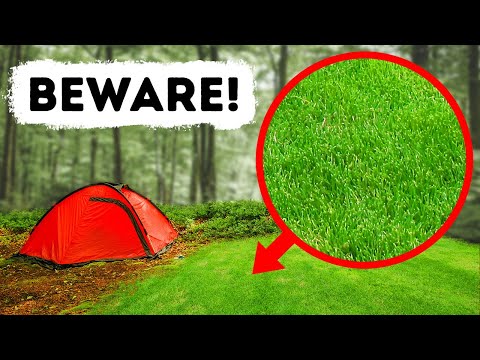 If You See This Green Glade in a Forest, Run Immediately!