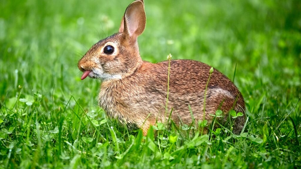 Tongue-Twist Your Way to Perfection: English Pronunciation Exercises