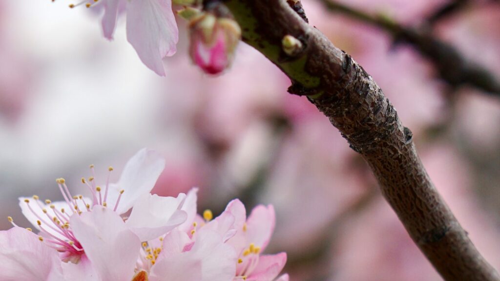 Tongue-Twisters to Tone Up Your English Pronunciation!