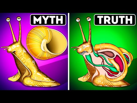 Snails Are Born With Their Shells + Other Myths You Never Googled