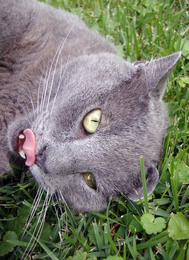 Tongue Tussles: Improving Pronunciation with Fun English Twisters