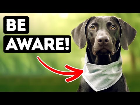 Intriguing Dog Exposed: Warning + Unbelievable Facts!