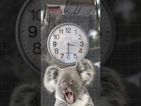 Why koalas are Earth’s least intelligent animals?