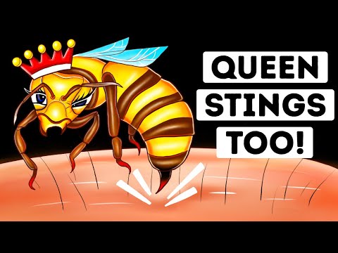 Why Queen Bee Sting Can Be More Dangerous? Stay Alert!
