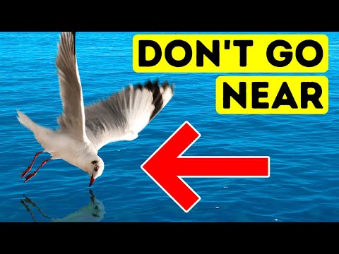 When You Spot This Soaring Bird Nearby, Exit the Water Immediately