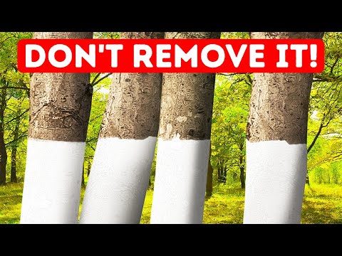 Why Some Trees Are Painted White + 11 Unobvious Why-s