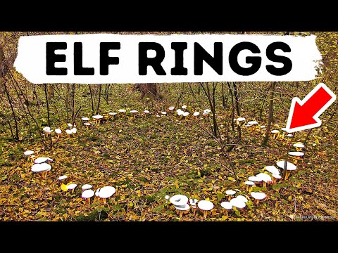 Beyond Belief: Elf Rings and Nature’s Unexplained Marvels