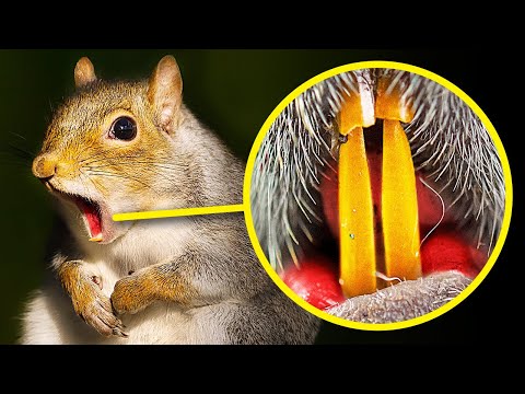 Why Squirrels Have Orange Teeth + 99 Little-Known Animal Facts