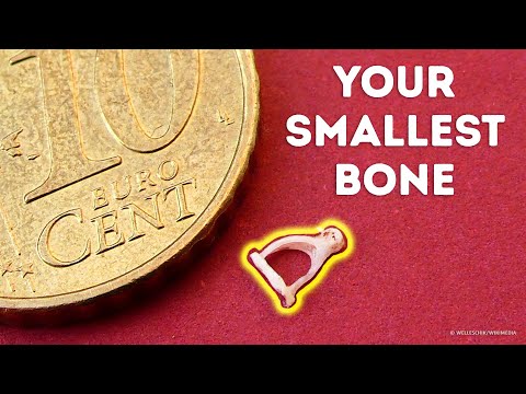 ASTONISHING Secrets of Human Bones! You Won’t Believe What’s Inside