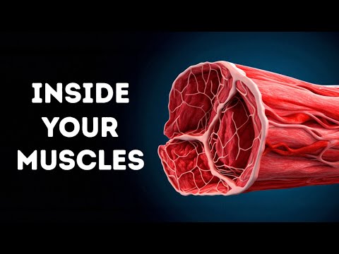 A Journey Through Your Muscles