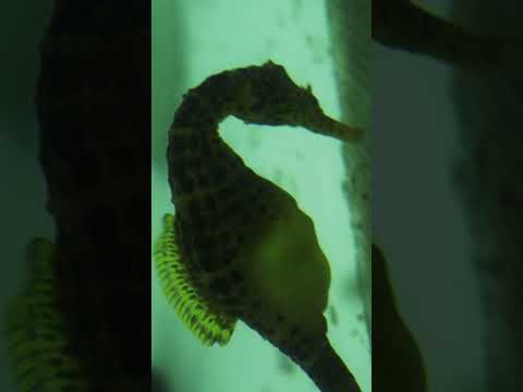 Why are Seahorses Nature’s Most Efficient Predators?