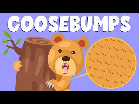 Why Do You Get Goosebumps? – Here Is All You Need To Know About Goosebumps – Learning Junction
